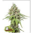 SEED STOCKERS - AK420 FEM - 3 SEEDS