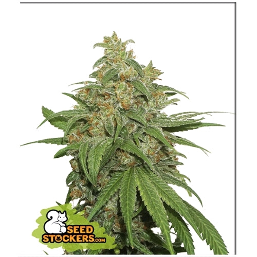 SEED STOCKERS - AK420 AUTO - 1 SEED