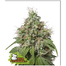 SEED STOCKERS - AMNESIA FEM - 3 SEEDS