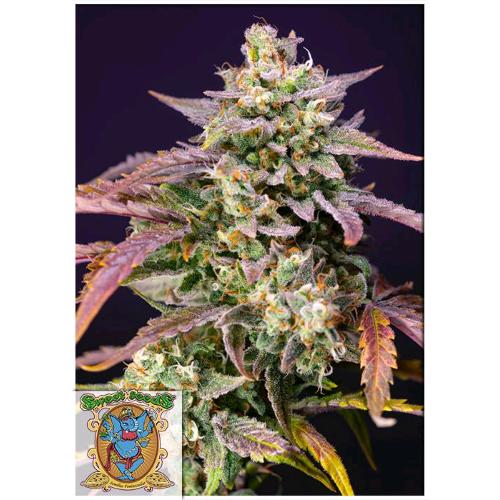 SWEET SEEDS - PURPLE PUNCH OG XL AUTO - 25 BULK SEEDS