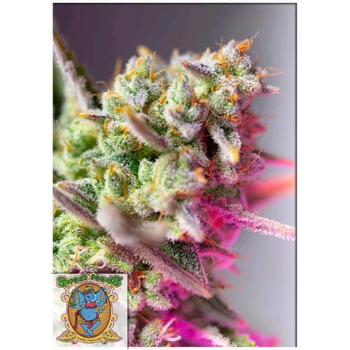 SWEET SEEDS - SWEET MIMOSA XL AUTO - 25 BULK SEEDS