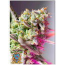 SWEET SEEDS - SWEET MIMOSA XL AUTO - 500 BULK SEEDS