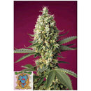 SWEET SEEDS - SKYWALKER OG RUNTZ XL AUTO - 3+1 SEEDS