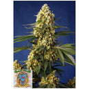 SWEET SEEDS - STRAWBERRY BANANA GELATO XL AUTO - 100 BULK SEEDS