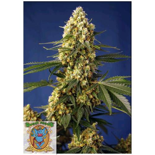 SWEET SEEDS - STRAWBERRY BANANA GELATO XL AUTO - 500 BULK SEEDS