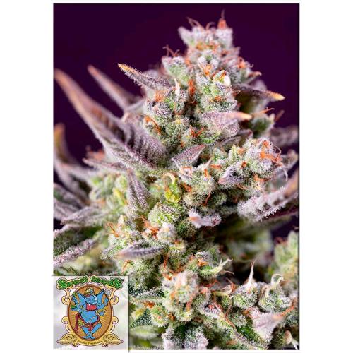 SWEET SEEDS - SWEET ZENZATION XL AUTO - 3+1 SEEDS