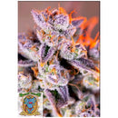 SWEET SEEDS - TROPICANNA POISON XL AUTO - 500 BULK SEEDS