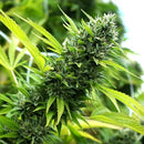 HUMBOLDT SEEDS - BANANA SAPPHIRE FEM - 3 SEEDS