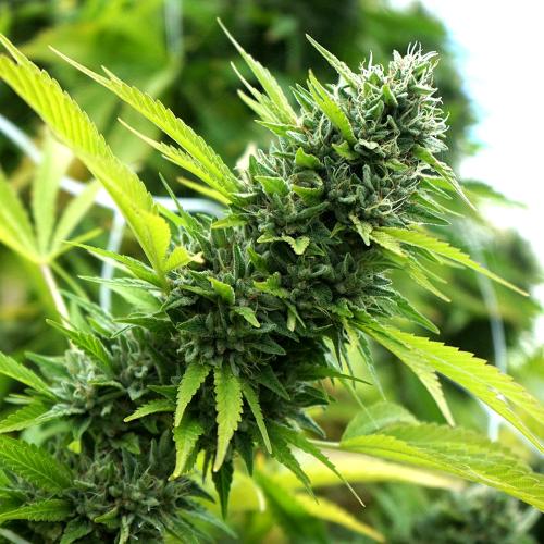 HUMBOLDT SEEDS - BANANA SAPPHIRE FEM - 10 SEEDS