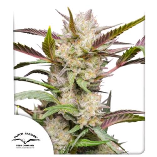 DUTCH PASSION - MIMOSA PUNCH AUTO - 7 SEEDS