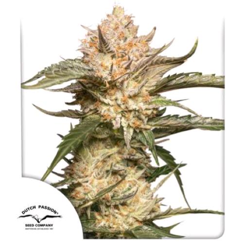 DUTCH PASSION - TRICHOME AND CREAM AUTO - 3 SEEDS