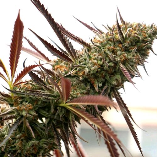 HUMBOLDT SEEDS - GHOST OF NYC FEM - 5 SEEDS