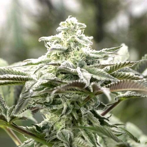 HUMBOLDT SEEDS - LEMON CITRON FEM - 3 SEEDS