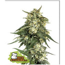 SEED STOCKERS - BCN CRITICAL XXL FAST FEM - 3 SEEDS