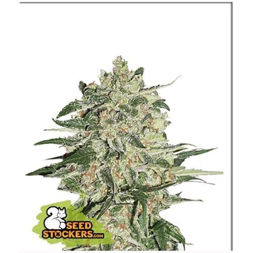 SEED STOCKERS - BIG BUD FEM - 1 SEED