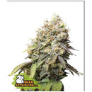 SEED STOCKERS -  BRUCE BANNER FEM - 1 SEED
