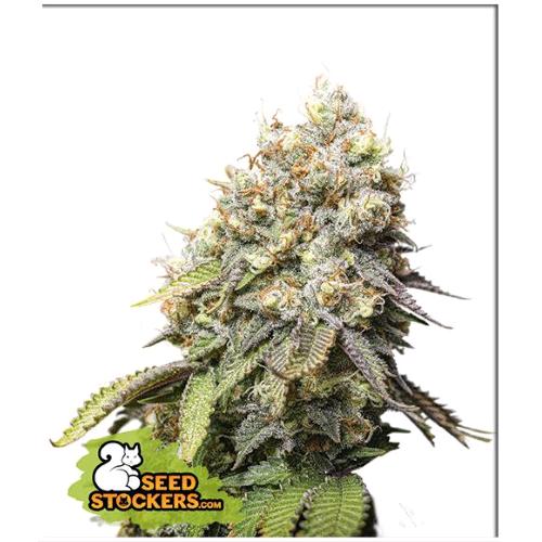 SEED STOCKERS -  BRUCE BANNER FEM - 3 SEEDS