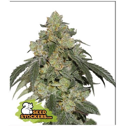 SEED STOCKERS - COOKIES FAST FEM - 3 SEEDS