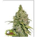 SEED STOCKERS - DO SI DOS FEM - 3 SEEDS