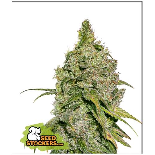 SEED STOCKERS - DO SI DOS FEM - 3 SEEDS