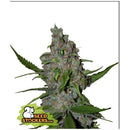 SEED STOCKERS - GELATO 41 FAST FEM - 3 SEEDS