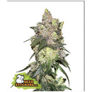 SEED STOCKERS - GIRL SCOUT COOKIES FEM - 1 SEED