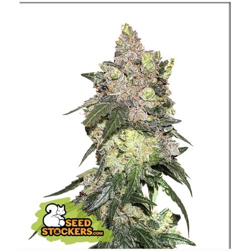 SEED STOCKERS - GIRL SCOUT COOKIES FEM - 3 SEEDS