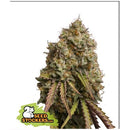 SEED STOCKERS - GORILLA COOKIES FEM - 3 SEEDS