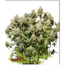 SEED STOCKERS - MOBY DICK FEM - 1 SEED