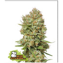 SEED STOCKERS - GREEN CRACK FEM - 3 SEEDS