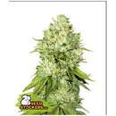 SEED STOCKERS - PINEAPPLE  FEM - 3 SEEDS