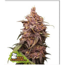 SEED STOCKERS - PURPLE PUNCH FEM - 3 SEEDS