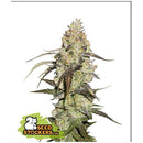 SEED STOCKERS - RUNTZ FEM - 3 SEEDS
