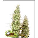 SEED STOCKERS - SANTA MARTA HAZE FEM - 3 SEEDS