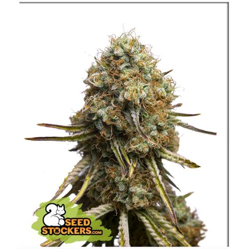 SEED STOCKERS - WEDDING GLUE FEM - 1 SEED