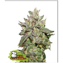 SEED STOCKERS - WEDDING CAKE FEM - 3 SEEDS