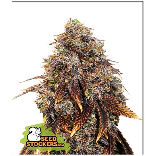 SEED STOCKERS - GELATO 41 FEM - 3 SEEDS