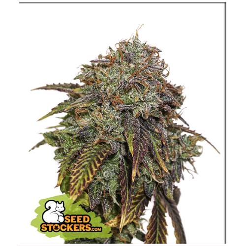 SEED STOCKERS - GELATO 41 AUTO - 3 SEEDS