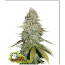 SEED STOCKERS - GORILLA GLUE FEM - 3 SEEDS