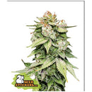 SEED STOCKERS - GG4 AUTO - 3 SEEDS