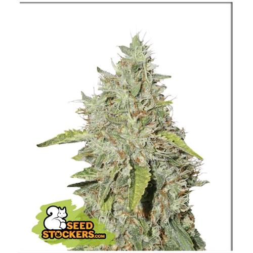 SEED STOCKERS - NORTHERN LIGHTS FEM - 3 SEEDS