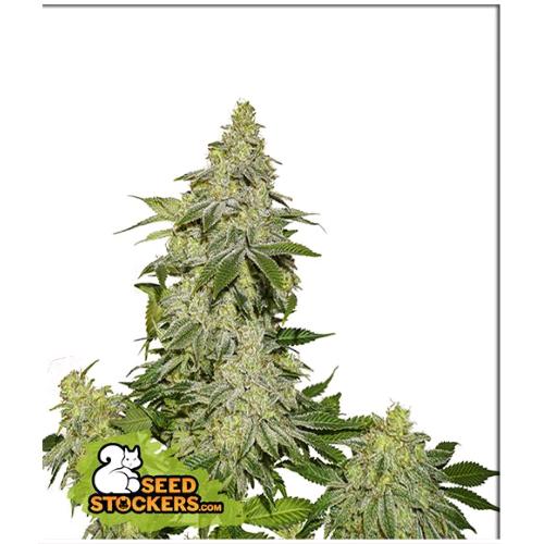 SEED STOCKERS - SHERBET AUTO - 25 SEEDS