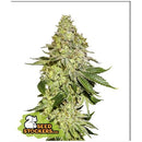 SEED STOCKERS - SHERBET FEM - 3 SEEDS