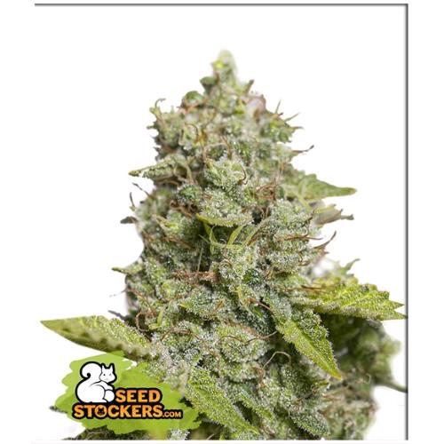 SEED STOCKERS - CDB CRITICAL XXL AUTO - 3 SEEDS