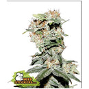 SEED STOCKERS - CDB CRITICAL XXL FEM - 3 SEEDS