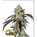 SEED STOCKERS - CBD NORTHERN LIGHTS FEM - 3 SEEDS