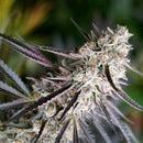 HUMBOLDT SEEDS - PEANUT BUTTER BREATH FAST - 10 SEEDS