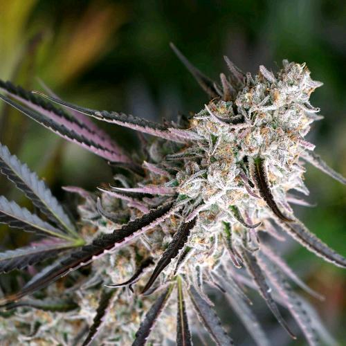 HUMBOLDT SEEDS - PEANUT BUTTER BREATH FAST - 3 SEEDS