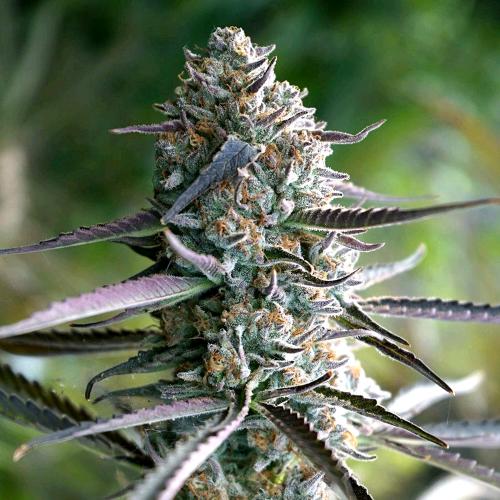 HUMBOLDT SEEDS - RUNTZ FAST - 5 SEEDS