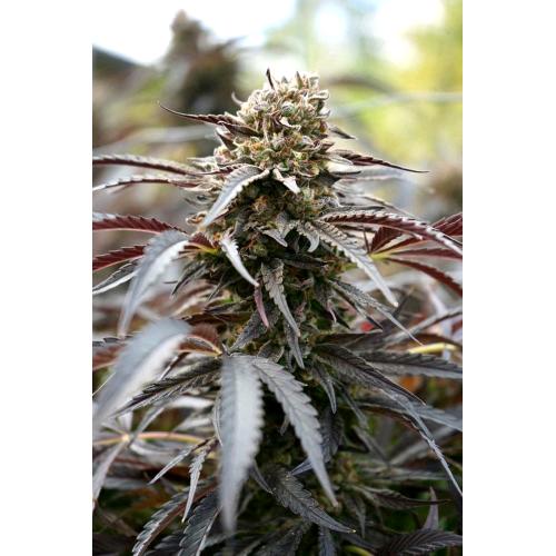 HUMBOLDT SEEDS - WHITE RUNTZ FAST - 3 SEEDS